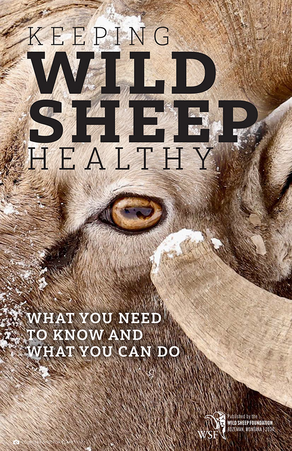 Keeping Wild Sheep Healthy cover